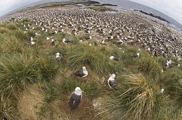 Black-browed Albatross Thalassarche melanophrys all incubating eggs Steeple jason Island Falklands