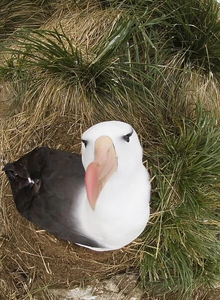 Black-browed Albatross Thalassarche melanophrys Steeple jason Island Falklands
