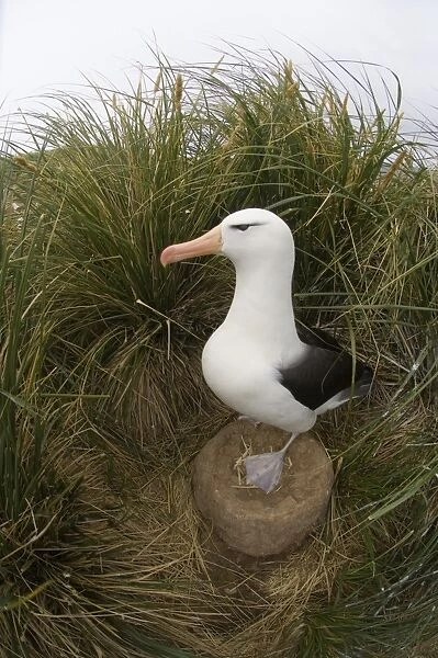 Black-browed Albatross Thalassarche melanophrys standing on nest Steeple Jason Island