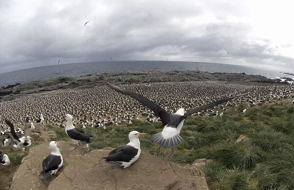 Black-browed Albatross Thalassarche melanophrys Steeple jason Island Falklands (second