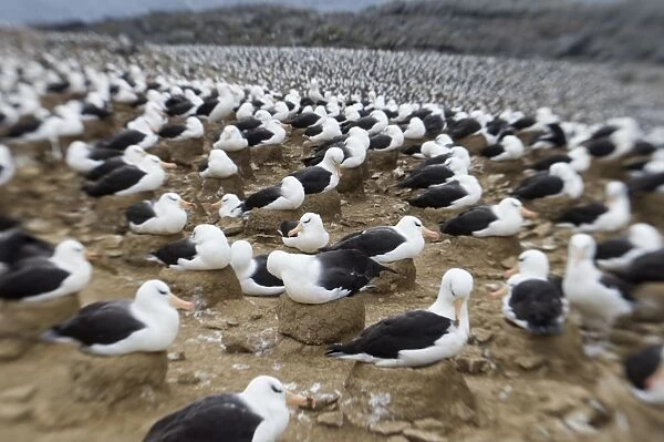 Black-browed Albatross Thalassarche melanophrys all incubating eggs Steeple jason Island Falklands