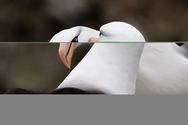 Black-browed Albatross Thalassarche melanophrys pair in courtship display New Island