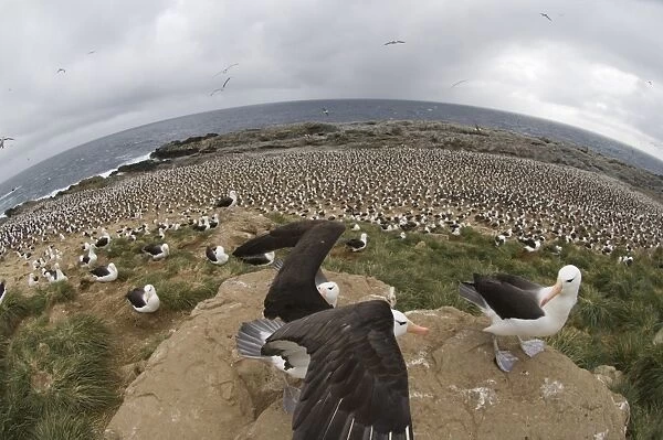 Black-browed Albatross Thalassarche melanophrys colony on Steeple Jason Island Falklands November