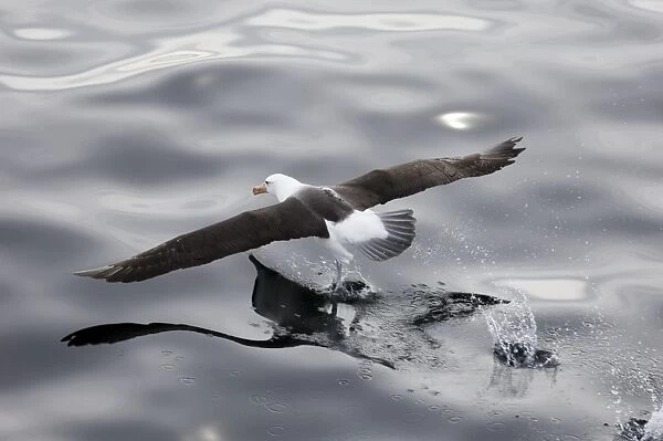 Black-browed Albatross Thalassarche melanophrys taking off Southern Ocean off South