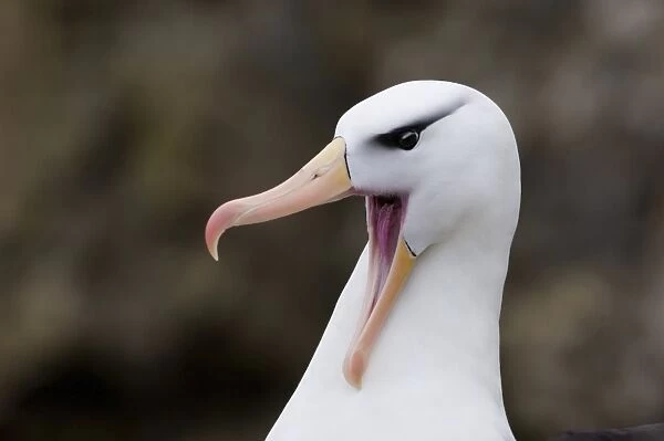 Black-browed Albatross Thalassarche melanophrys calling during courtship display