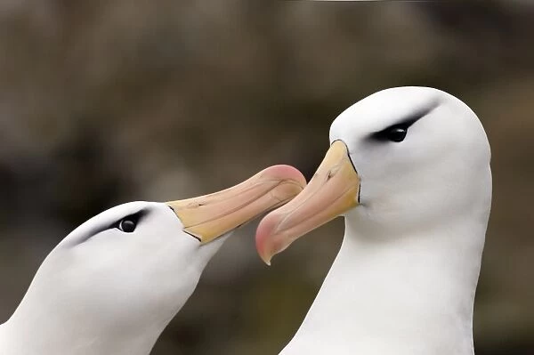 Black-browed Albatross Thalassarche melanophrys pair in courtship display New Island