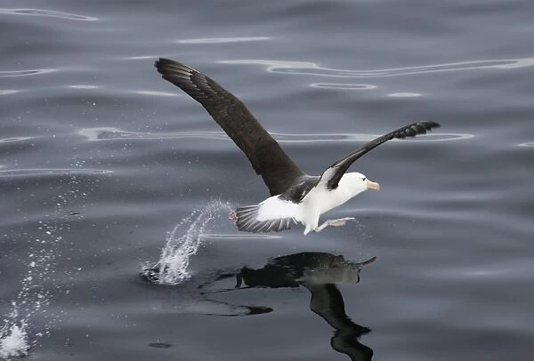 Black-browed Albatross Thalassarche melanophrys taking off, Southern Ocean off South