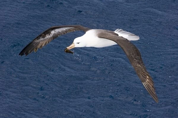 Black-browed Albatross Thalassarche melanophrys immature carrying a squid Southern