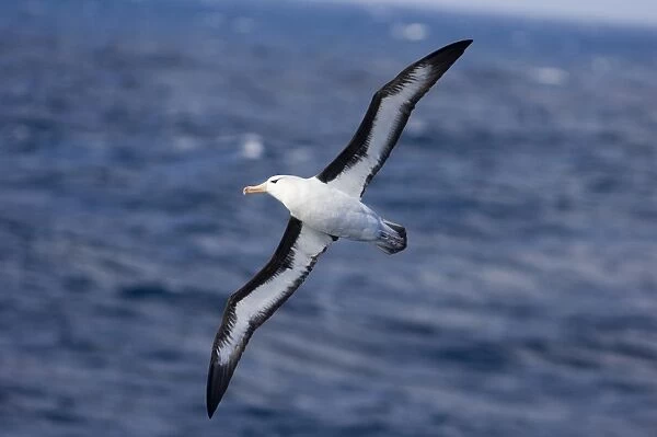 Black-browed Albatross Thalassarche melanophrys Southern Ocean nr South Georgia November