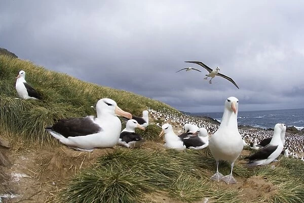 Black-browed Albatross Thalassarche melanophrys Steeple Jason Island Falklands November