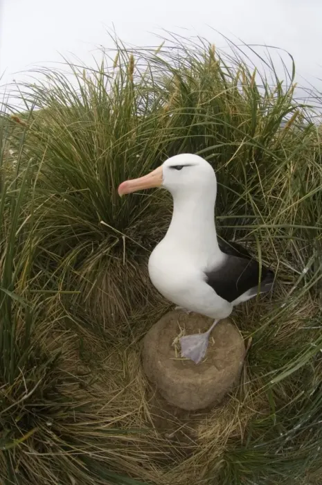Framed Print : Black-browed Albatross Thalassarche melanophrys standing on nest Steeple Jason Island Framed Print : Black-browed Albatross Thalassarche melanophrys standing on nest Steeple Jason Island