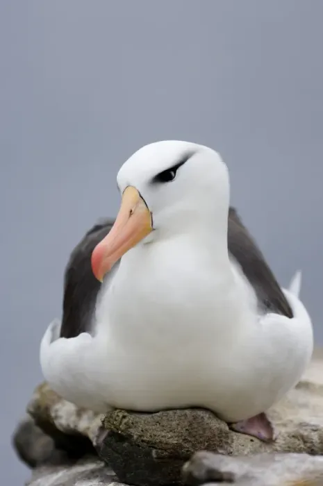 Framed Print : Black-browed Albatross Thalassarche melanophrys Steeple Jason Island Falklands November