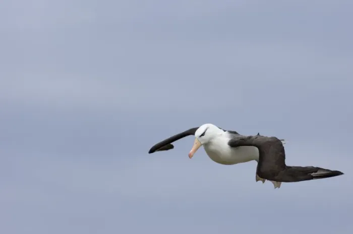 Framed Print : Black-browed Albatross Thalassarche melanophrys Steeple Jason Island Falklands November Framed Print : Black-browed Albatross Thalassarche melanophrys Steeple Jason Island Falklands November