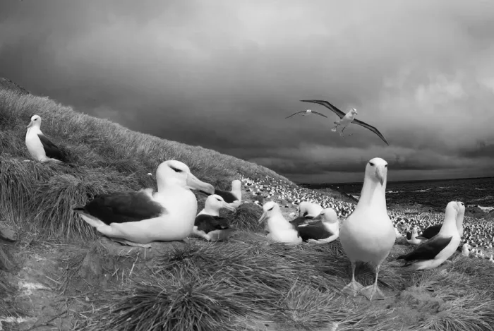 Framed Print : Black-browed Albatross Thalassarche melanophrys Steeple Jason Island Falklands November