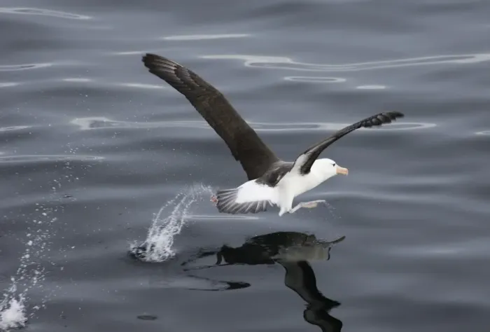 Framed Print : Black-browed Albatross Thalassarche melanophrys taking off, Southern Ocean off South Framed Print : Black-browed Albatross Thalassarche melanophrys taking off, Southern Ocean off South