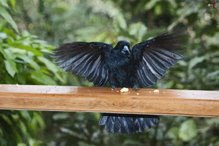Framed Print : Black Butcherbird Cracticus quoys taking cheese from verandah at Cassowary House Framed Print : Black Butcherbird Cracticus quoys taking cheese from verandah at Cassowary House