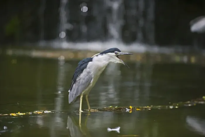 Framed Print : Black-crowned Night Heron (Nycticorax nycticorax) Singapore Framed Print : Black-crowned Night Heron (Nycticorax nycticorax) Singapore