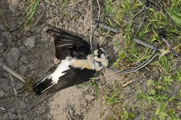 Black-eared Wheatear (male) in spring (clap) trap illegally trapped on island of