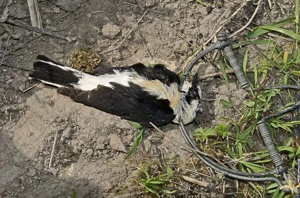 Black-eared Wheatear (male) in spring (clap) trap illegally trapped on island of