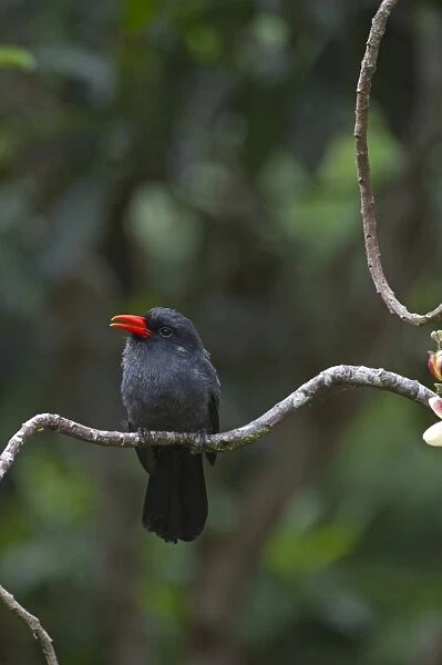 Black-fronted Nunbird Monasa nigifrons Iquitos Amazon Peru