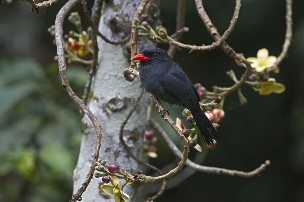 Black-fronted Nunbird Monasa nigifrons Iquitos Amazon Peru