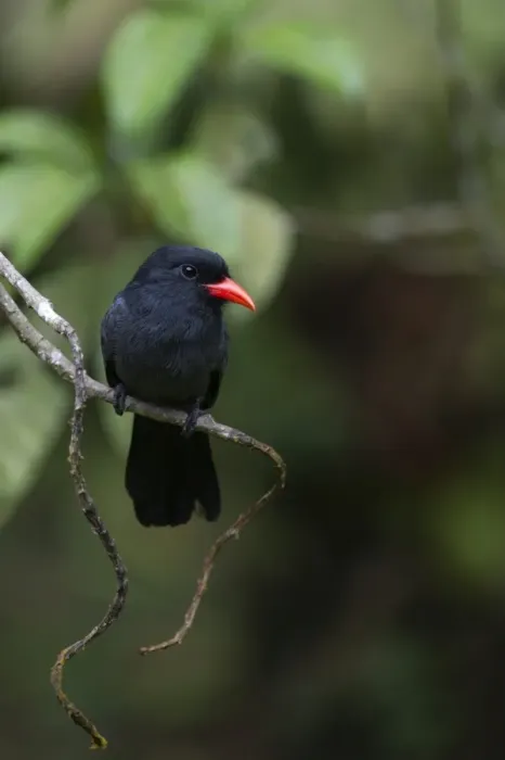Framed Print : Black-fronted Nunbird Monasa nigifrons Iquitos Amazon Peru