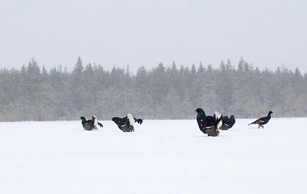 Black Grouse on lek Finland April