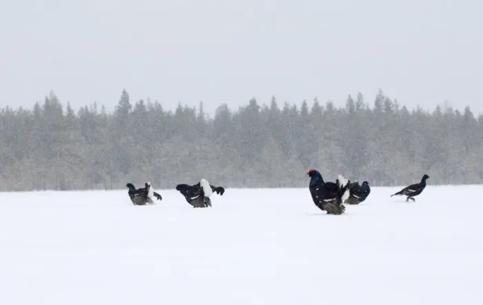 Framed Print : Black Grouse on lek Finland April Framed Print : Black Grouse on lek Finland April
