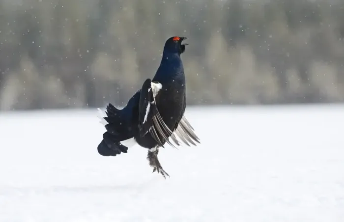 Framed Print : Black Grouse at lek Finland April