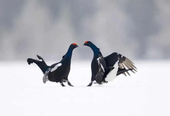 Framed Print : Black Grouse at lek Finland April Framed Print : Black Grouse at lek Finland April