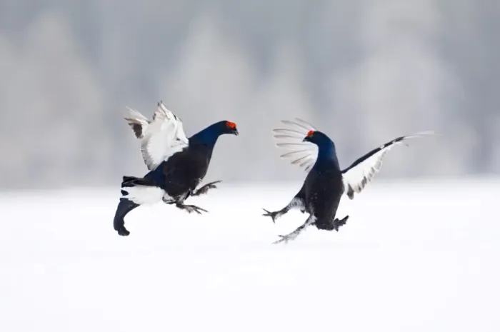Framed Print : Black Grouse on lek Finland April