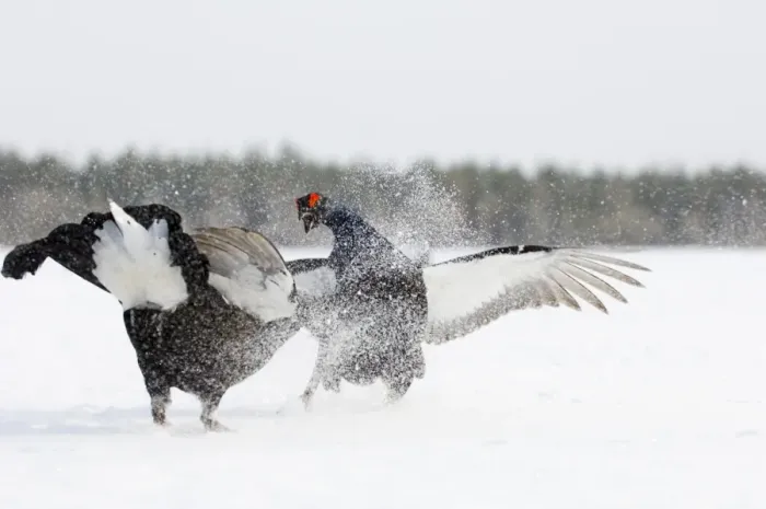 Framed Print : Black Grouse at lek Finland April Framed Print : Black Grouse at lek Finland April