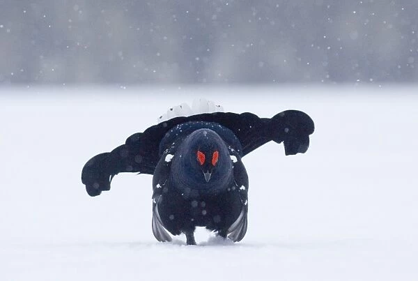 Black Grouse Tetrao tetrix lekking in snow March