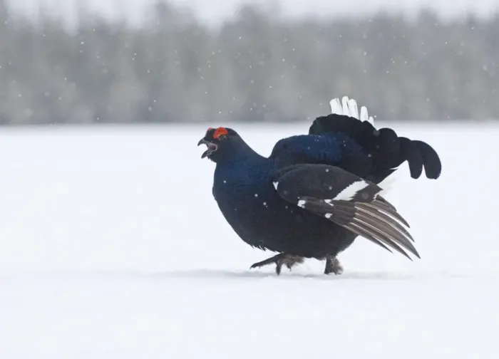 Framed Print : Black Grouse Tetrao tetrix male displaying at lek Finland April Framed Print : Black Grouse Tetrao tetrix male displaying at lek Finland April