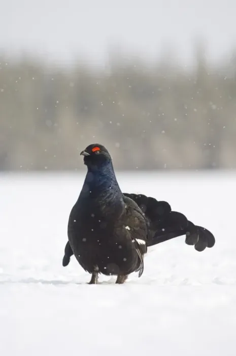 Framed Print : Black Grouse Tetrao tetrix male displaying at lek Finland April Framed Print : Black Grouse Tetrao tetrix male displaying at lek Finland April
