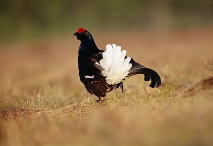 Framed Print : Black Grouse Tetrao tetrix male displaying at lek Scotland spring Framed Print : Black Grouse Tetrao tetrix male displaying at lek Scotland spring