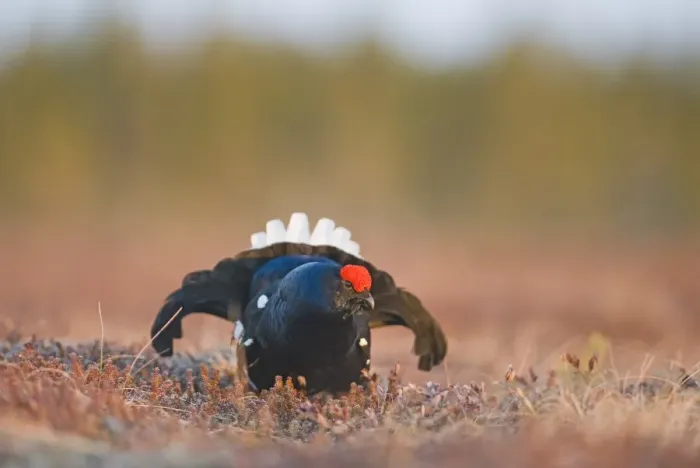 Framed Print : Black Grouse Tetrao tetrix male at lek Finland April