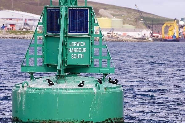 Black Guilemots Cepphus grylle on buoy Lerwick Harbour Shetland Scotland summer