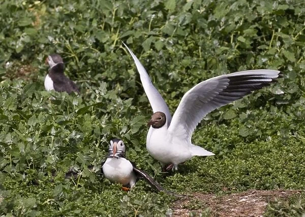 Black-headed Gull chasing Puffin with sandeels Farne Islands Northumberland