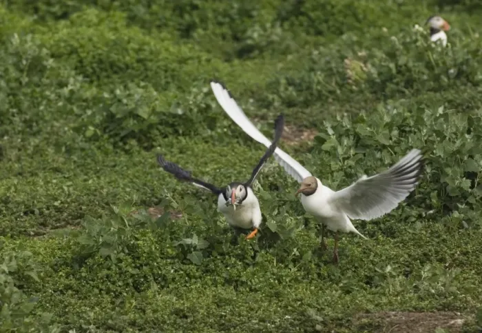 Framed Print : Black-headed Gull chasing Puffin with sandeels Farne Islands Northumberland
