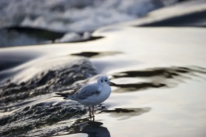 Framed Print : Black-headed Gull Croicocephalus ridibundus in winter Scotland Framed Print : Black-headed Gull Croicocephalus ridibundus in winter Scotland