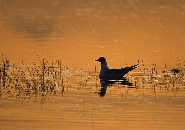 Black-headed Gull Larus ridibundus adult silhouetted at dusk on flooded saltmarsh