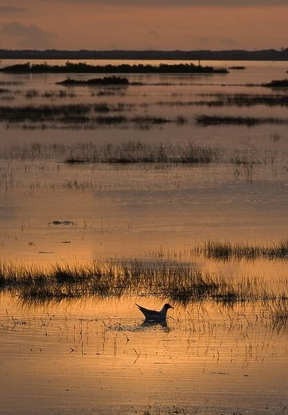 Black-headed Gull Larus ridibundus adult silhouetted at dusk on flooded saltmarsh