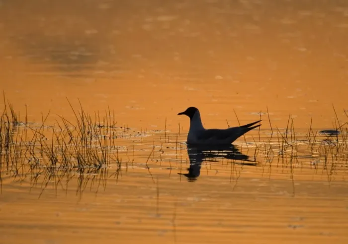 Framed Print : Black-headed Gull Larus ridibundus adult silhouetted at dusk on flooded saltmarsh Framed Print : Black-headed Gull Larus ridibundus adult silhouetted at dusk on flooded saltmarsh
