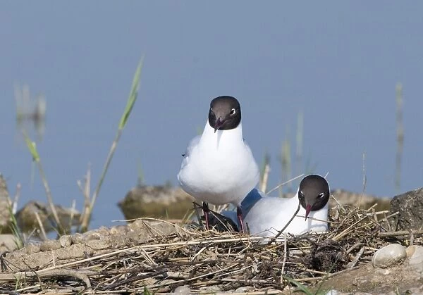 Black-headed Gull Larus ridibundus pair at nest on scrape at Minsmere RSPB Reserve