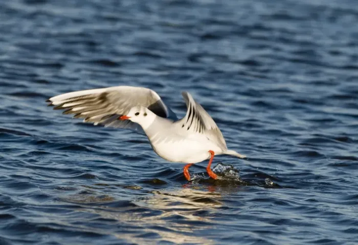 Framed Print : Black-headed Gull Larus ridibundus taking off Norfolk winter Framed Print : Black-headed Gull Larus ridibundus taking off Norfolk winter