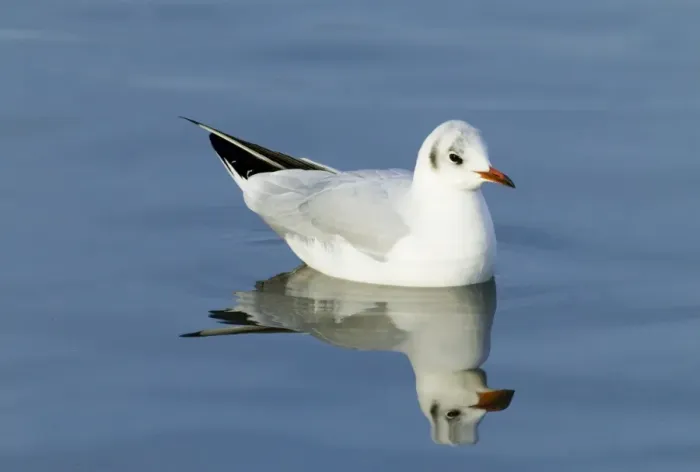 Framed Print : Black-headed Gull Larus ridibundus winter adult Norfolk Framed Print : Black-headed Gull Larus ridibundus winter adult Norfolk