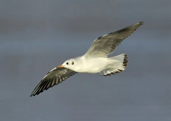 Black-headed Gull, Risa tridactyla, adult in non breeding plumage, January