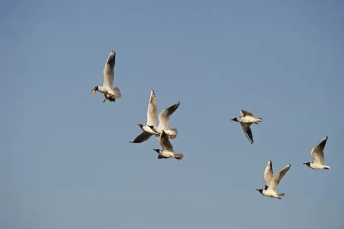 Framed Print : Black-headed Gulls Croicocicephalus ridibundus chasing lead bird that has stolen Framed Print : Black-headed Gulls Croicocicephalus ridibundus chasing lead bird that has stolen