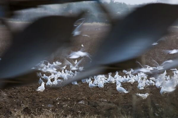 Black-headed Gulls feeding behind a plough North Norfolk January